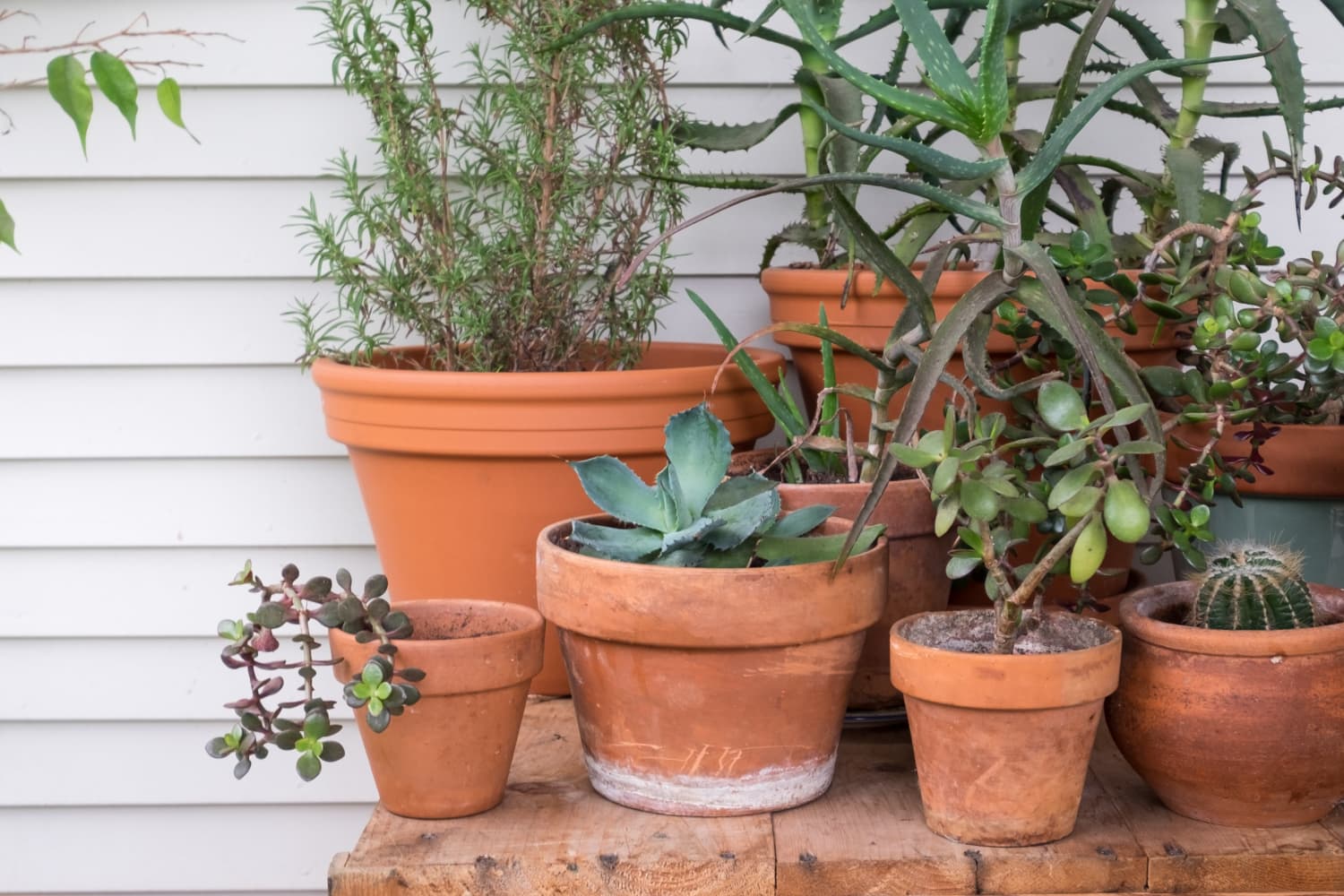 How to Grow a Container Garden Apartment Therapy